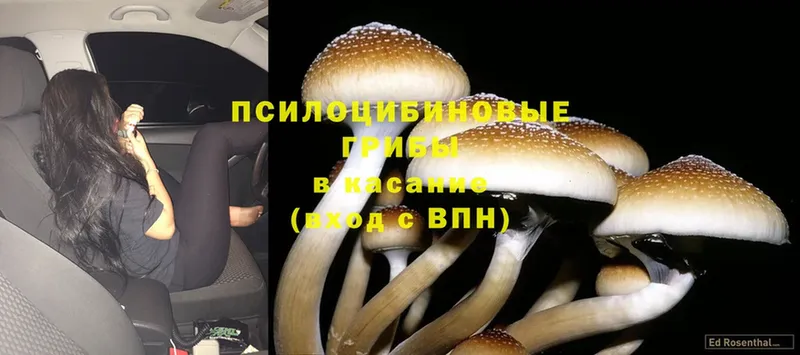 Галлюциногенные грибы Magic Shrooms  Нерчинск 